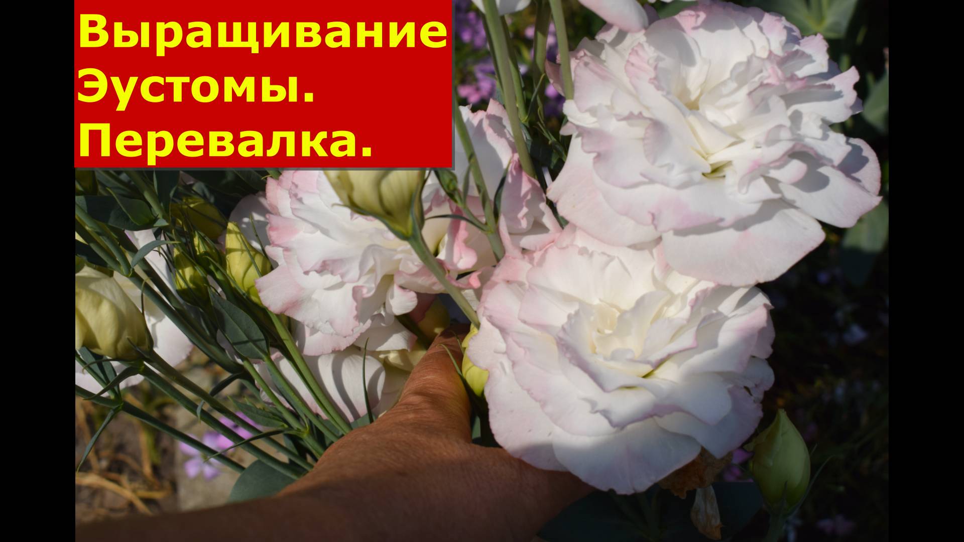 Выращивание рассады Эустомы перевалка в новую емкость #цветы #садидача #рассада #советы #эустома