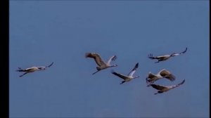 Журавлиная Может быть пора угомониться Но я грешным делом не люблю Поговорку что иметь синицу лучше