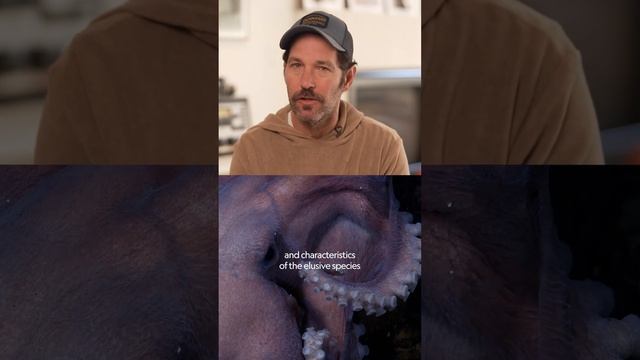 Paul Rudd Narrates Secrets of the Octopus | National Geographic