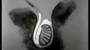 Your Body During Adolescence_ Female and Male Puberty ual Edudcation Movie (1955)