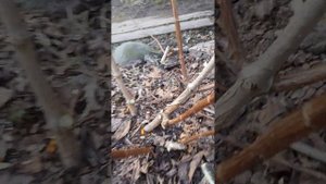 Обрезка 4-х летнего куста гортензии метельчатой.