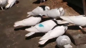 Пермские голуби.