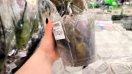 Обзор комнатных растений в Лемана Про