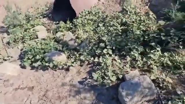 #В Бухарку пришла вода #Атырау #экология смотреть онлайн