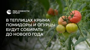 Огурцов больше: в Крыму вовсю собирают тепличные овощи