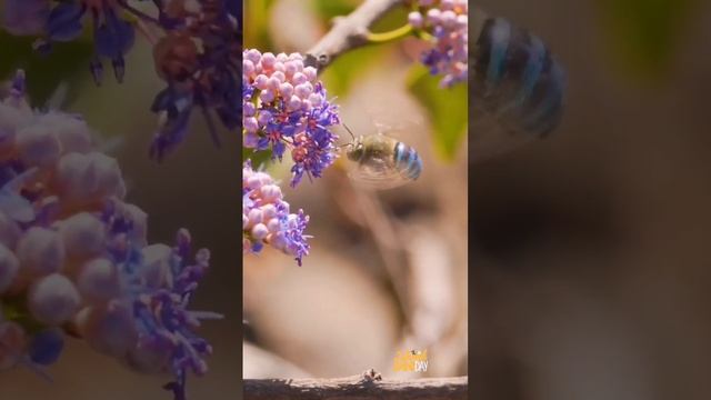 Пчелки_с_голубыми_полосками_Этот_вид_пчел_называется_Amegilla,_и