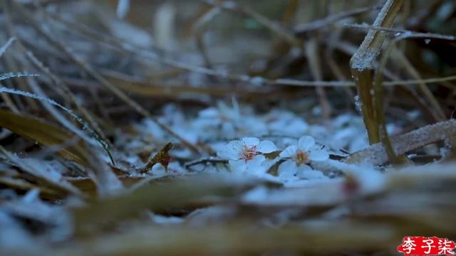 Congee with pickled mustard plant stem and plum blossom pastries 榨菜清粥&梅花酥，完美早餐 | Liziqi Channel смотреть онлайн