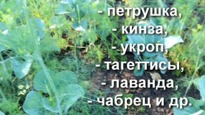 Спасаю Капусту! Эти средства помогут избавиться от белокрылки и защитить  капусту