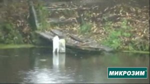 Пруд - болото + биопрепарат Микрозим Понд Трит. Отзывы. Борьбы с заболачиванием водоемов.