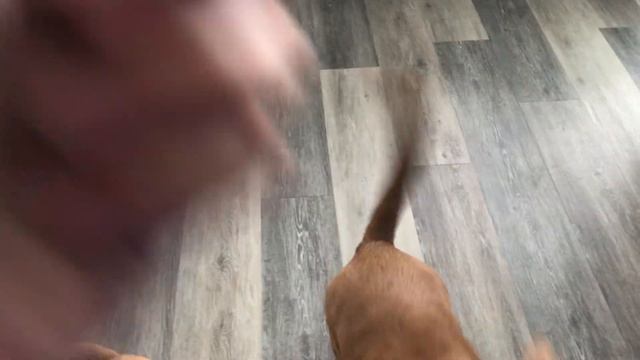 Dogs Taste Testing the Pet Naturals of Vermont Superfood Dog Treats смотреть онлайн