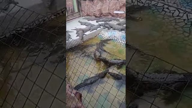 Кормление Крокодилов