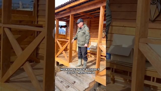 Марал или Алтайский олень в Аршане - Бурятия #марал #мараловаяферма #олень #панты