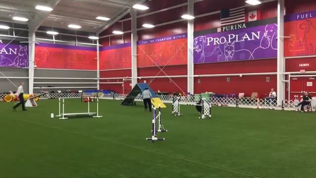 Purina Farms Agility Trial 3/10/2018 смотреть онлайн