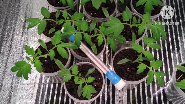 🌱 Минитеплица 2.0 Обзор рассады. 🌱