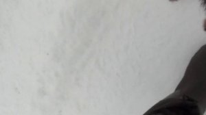 Ягдтерьер дурачится | прогулка с ягдтерьером