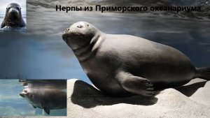 Байкальские нерпы из Приморского океанариума. #океанариум_Владивостока #волшебное_место_отдыха
