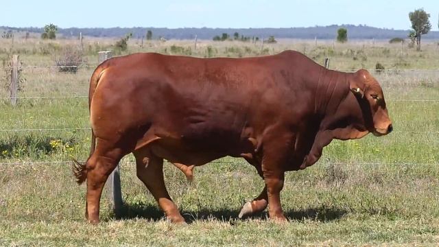 Lot 120 Mungalla 3985 (PP) смотреть онлайн