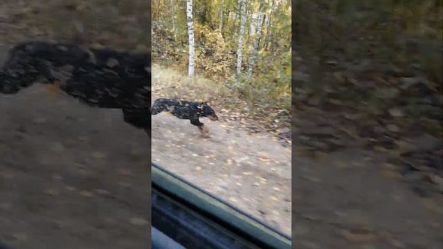 Немецкий ягдтерьер | Конец осени,красота.