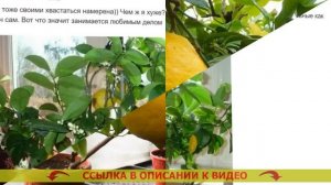 🔵 КАК УХАЖИВАТЬ ЛИМОННОЕ ДЕРЕВО В ДОМАШНИХ УСЛОВИЯХ