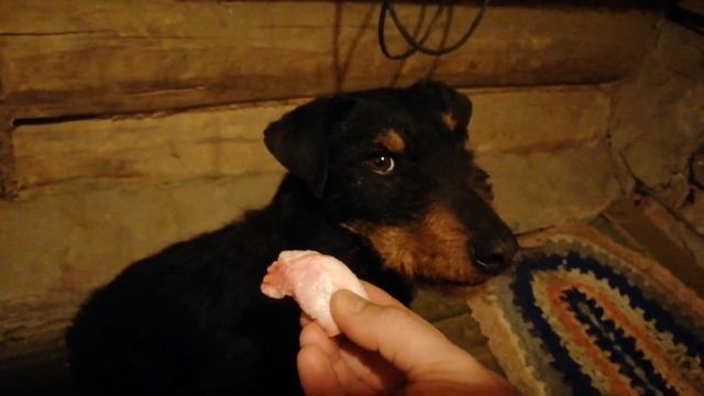 Тупой пёс??? - Для злых подписчиков) Тренировка Ягдтерьера.