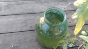 Природный корнеобразователь: ивовая вода.