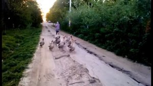 стадо гусей