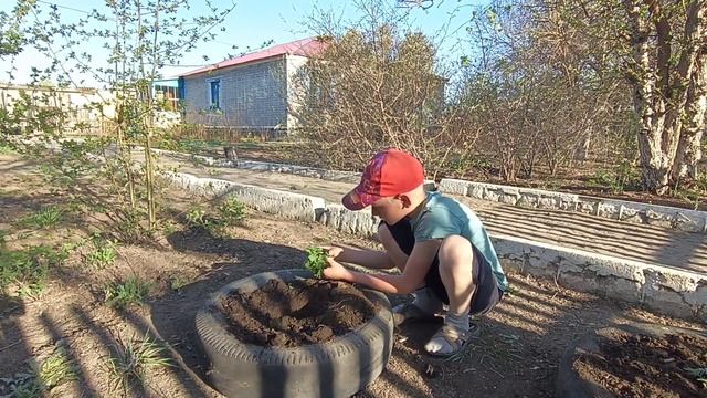 Купили цветы/посадили дети цветы. смотреть онлайн