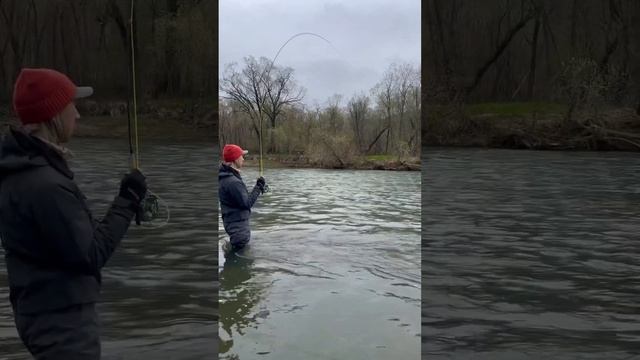 Сезон по cherry salmon открыт✅ #fishing #cherrysalmon #flyfishing смотреть онлайн