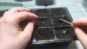 Мезембриантемум. ПИКИРОВКА Хрустальной ромашки.