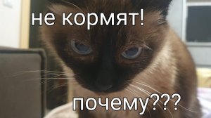 Куда делись миски? Почему не кормят???