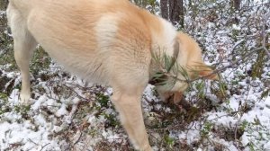 охота на соболя 24/25 серия 4.mp4