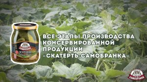 Все этапы производства консервированных огурцов «Скатерть-Самобранка»