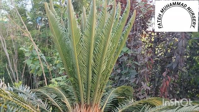 cycad,sago palm kangi palm- pest &. Disease sago palm care & issues смотреть онлайн
