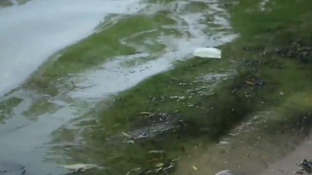 Цвітіння води - причини та наслідки смотреть онлайн