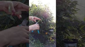 Черенкование жимолости. Жимолость съедобная.