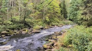 Igor Scherzo - Dreams in the Wood / Игорь Скерцо - Сны в лесу