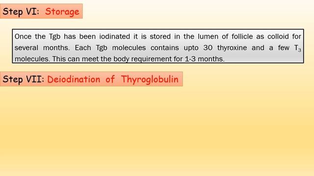 Thyroid Gland Structure Hormones Functions and Regulation