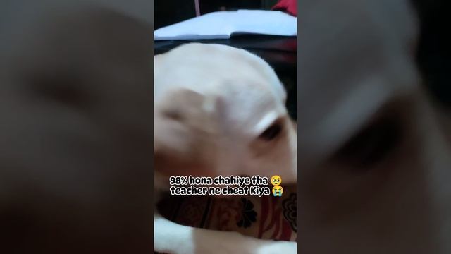 main ne to sab thik likha tha🥹 teacher ne dhoka de diya | Pluto | Cute dog moments Compilation смотреть онлайн