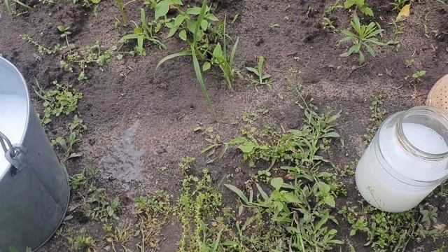 ПОЛЕЙТЕ ЭТИМ ПОМИДОРЫ И ЗАБУДЬТЕ ПРО ФИТОФТОРУ НА ПОМИДОРАХ. Подкормите в Июне! смотреть онлайн