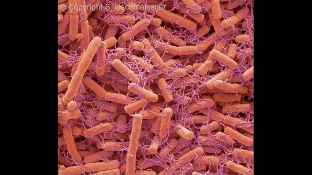 Bacillus Subtilis - Ochranca Kože