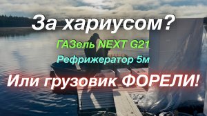 В Петрозаводск и через Питер обратно 3 загрузки ГАЗель NEXT G2,5 Рефрижератор 5м