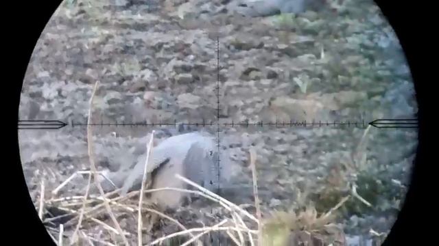 caseria de guineas con rifle pcp смотреть онлайн