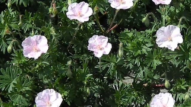 Geranium Sanguineum 'Apfelblüte'