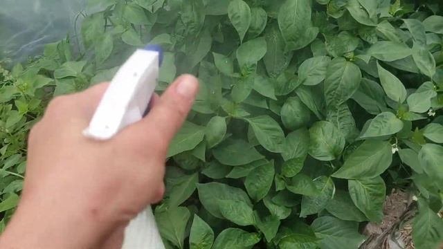йод+молоко+ борная кислота 🧬 профилактическая обработка по листу.