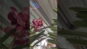 Цветочные рынки Тайланда, остров Пхукет, орхидеи, Дендробиум, Каттлея, Ванда, Фаленопсис, Онцидиум.