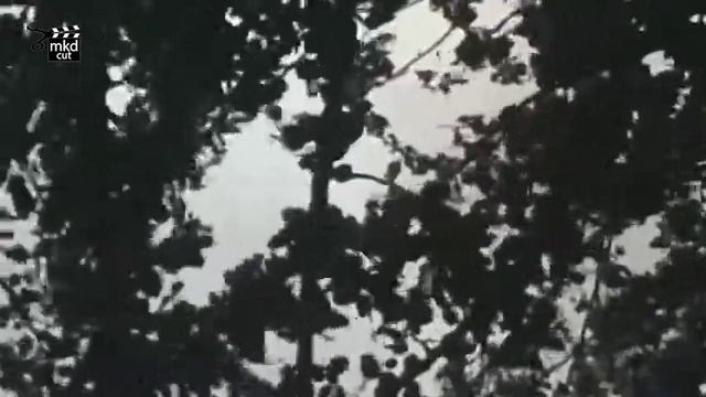 Сулејман седи на кулата / Sulejman sedi na kula / Александар Сариевски / Aleksandar Sarievski смотреть онлайн