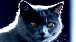 Sheba Werbung "Ein Fest für Katzen" Commercial