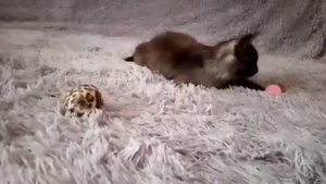 Вышел на дискач парень танцевать