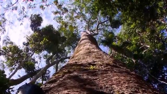 História da Amazônia 3 - Aula 5 - A borracha na Amazônia: expansão… смотреть онлайн