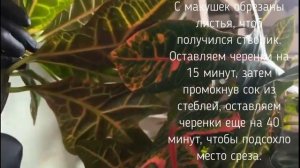 ЧЕРЕНКОВАНИЕ КРОТОНА